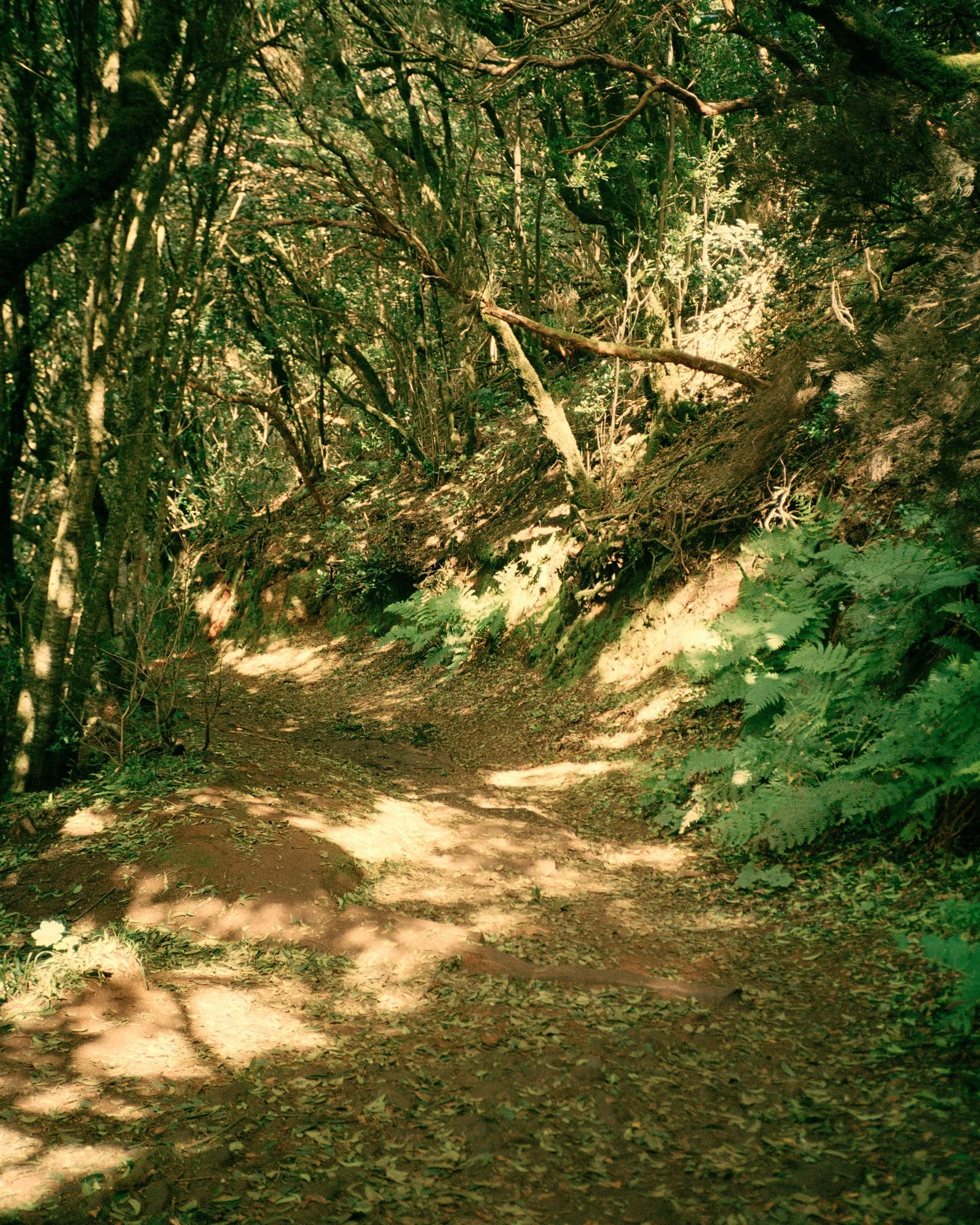 Point and Shoot stories, Tenerife #2 — fine art print